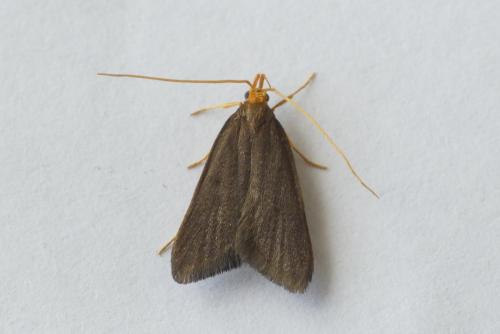 Réf. 256 139 : Eurodachtha pallicornella